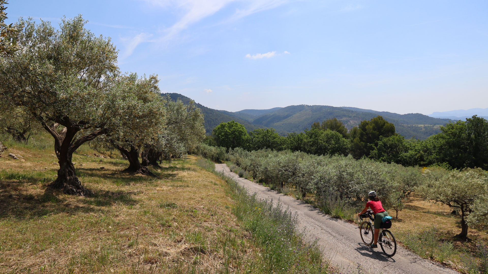 Kleine Nebenstraßen in einer typisch provenzalischen Landschaft: Olivenhaine