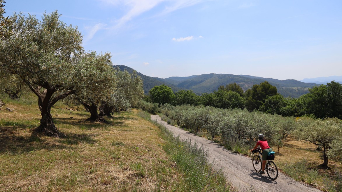Kleine Nebenstraßen in einer typisch provenzalischen Landschaft: Olivenhaine
