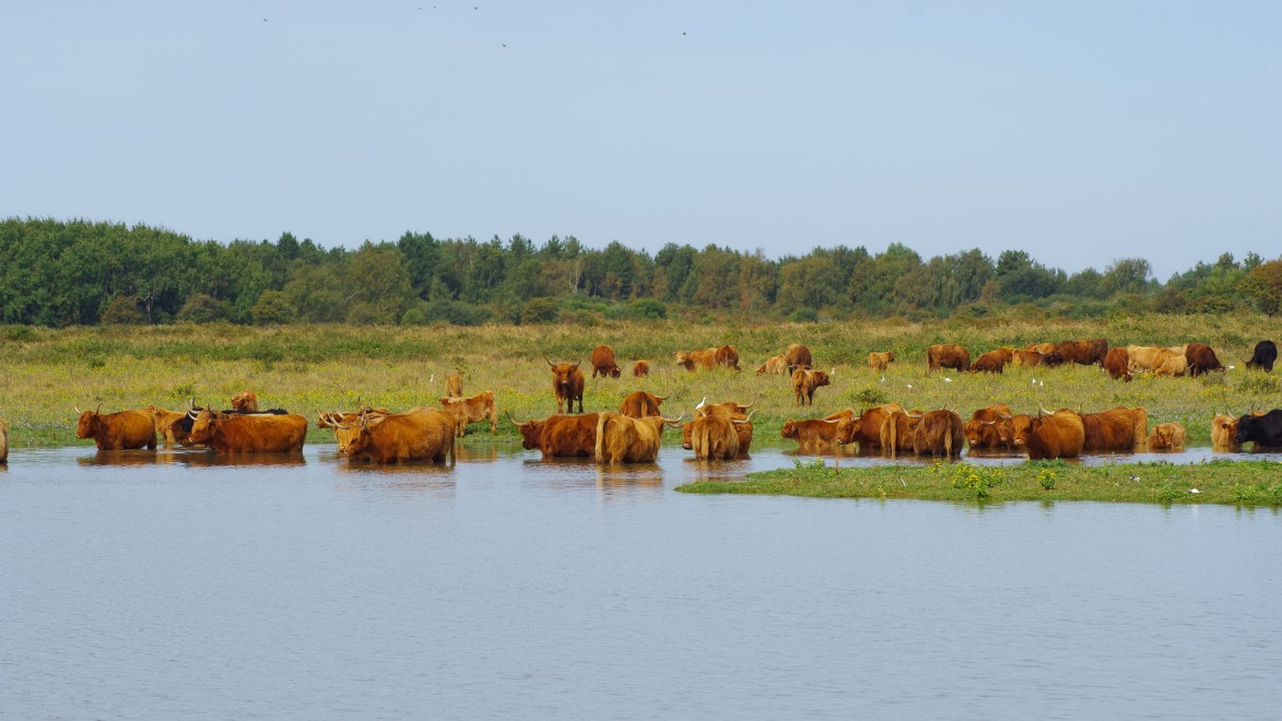 Eine Herde Highlandrinder, die sich in einem Sumpf in der Sommebucht erfrischen.